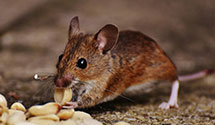 24 Hour & Emergency Exterminators in Johns Island, SC